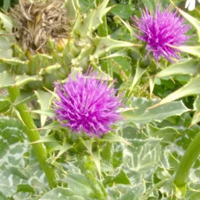 MediGran Silybum marianum zaden mariadistel onbespoten