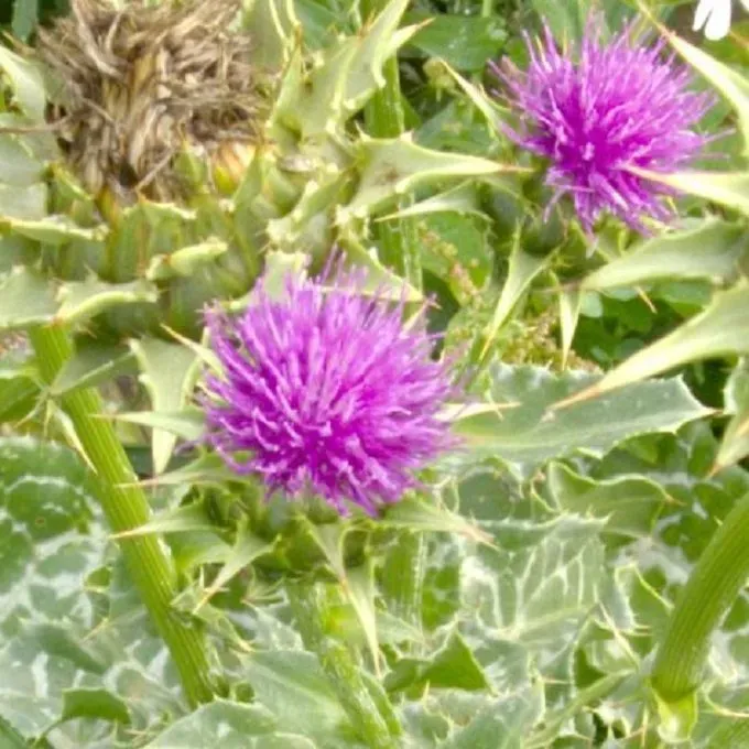 MediGran Silybum marianum zaden mariadistel onbespoten