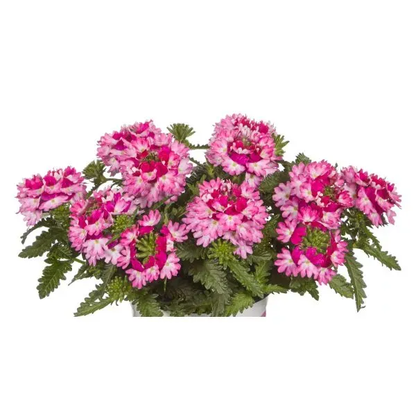 World Botanics Vectura Rose Wing verbena jonge planten 5 st roze