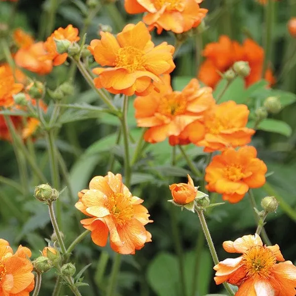 World Botanics Geum Totally Tangerine vaste planten 3 stuks oranje