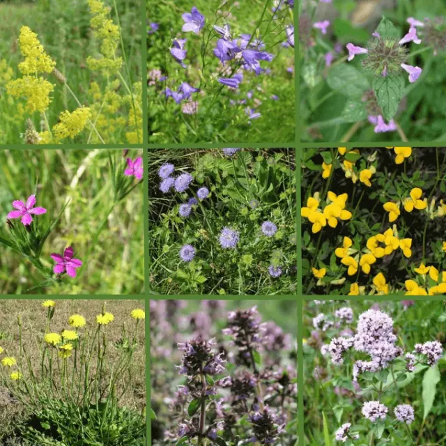 MediGran Biodivers Dakmengsel DA-10 zaden groendak mix