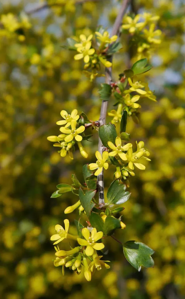 De Tuinen van MergenMetz Gele ribes Gwenns plant C2 pot