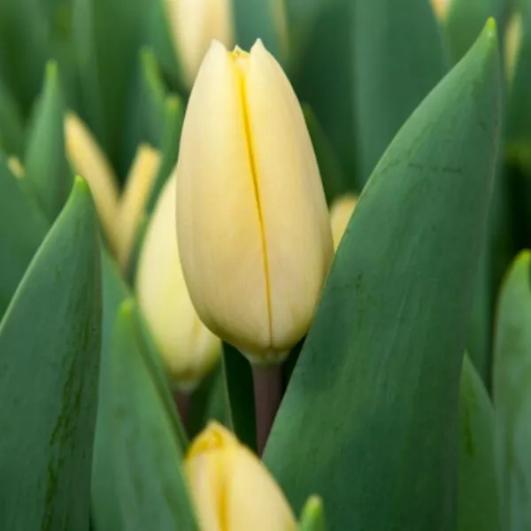 World Botanics Crème Fraiche tulpenbollen 15 stuks crème