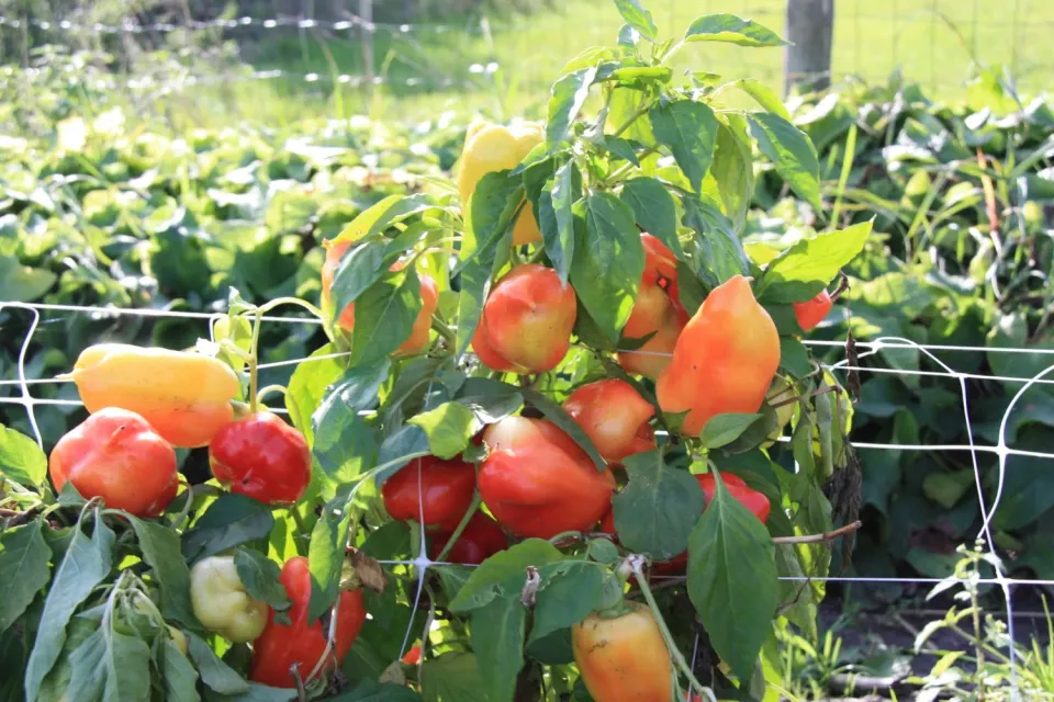 Vitale Rassen Ferenc Tender buiten-paprika zaden onbespoten