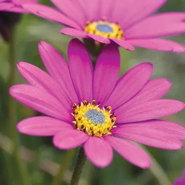 World Botanics Osteospermum In The Pink jonge planten 3 stuks roze