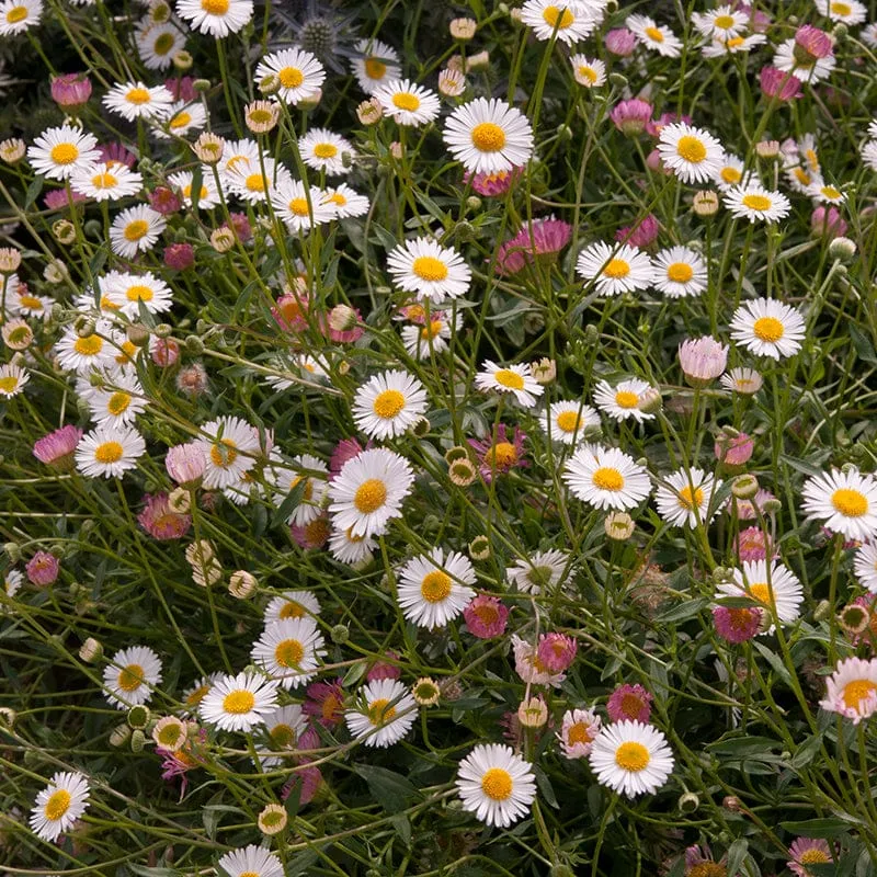 World Botanics Stallone erigeron bloemplanten 15 tuinplanten
