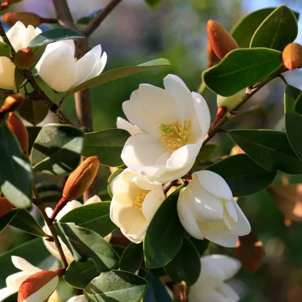 World Botanics Magnolia Honey Velvet struik 9 cm pot