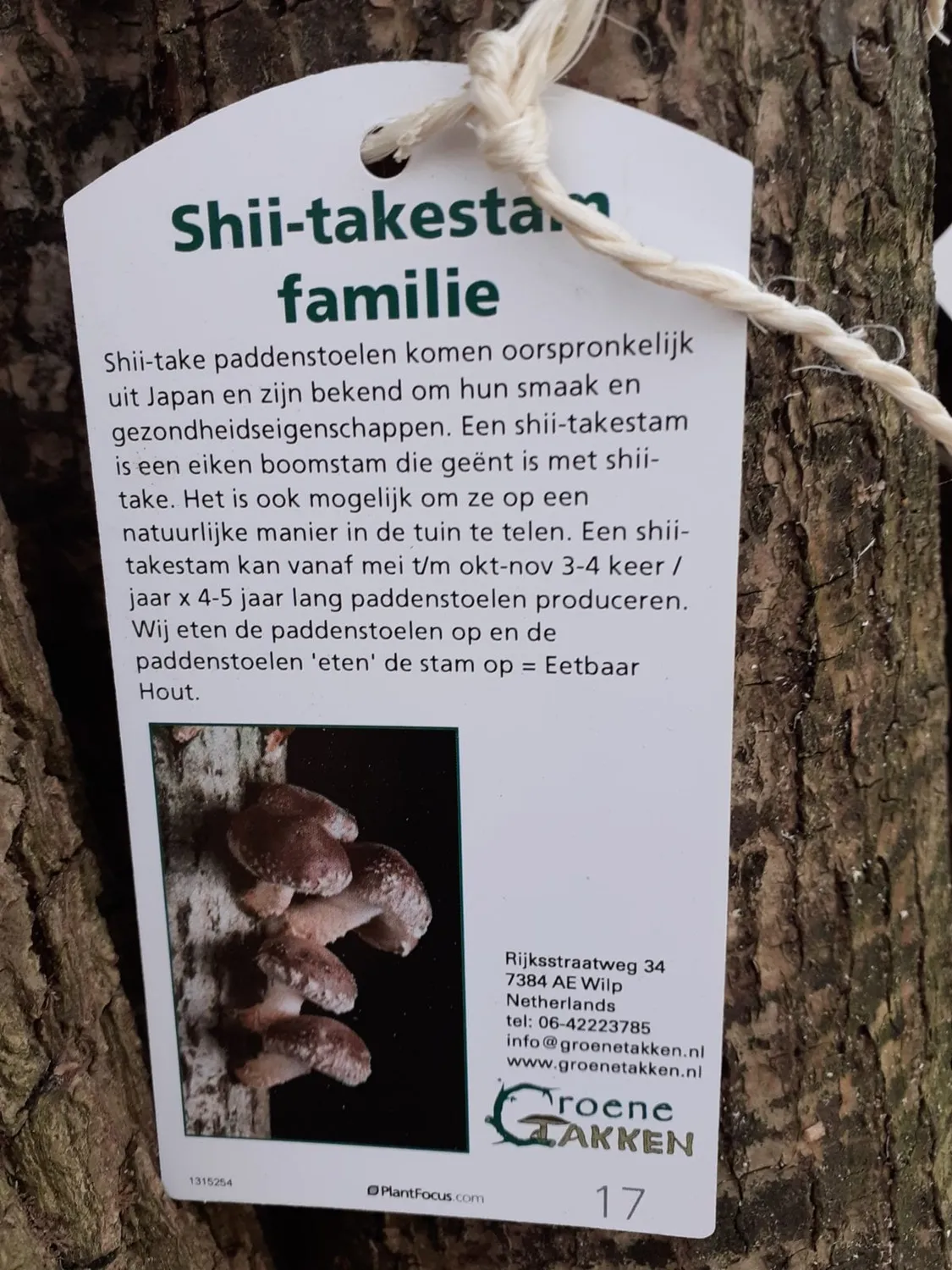 De Tuinen van MergenMetz Shiitake-stam familie 50cm kweek