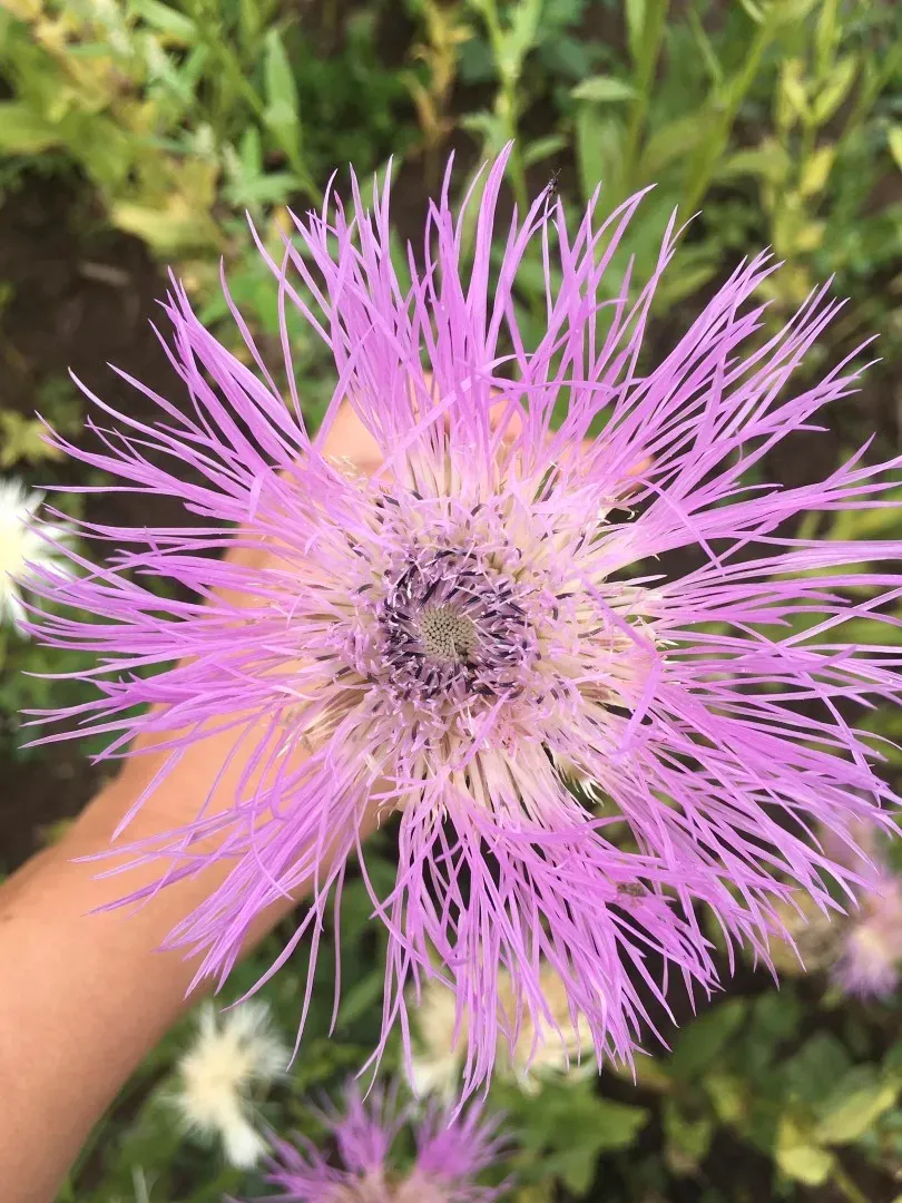 Vitale Rassen Amerikaanse korenbloem zaden plukbloem