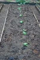 De Tuinen van MergenMetz Courgette Verte des Maraîchers 10 zaden