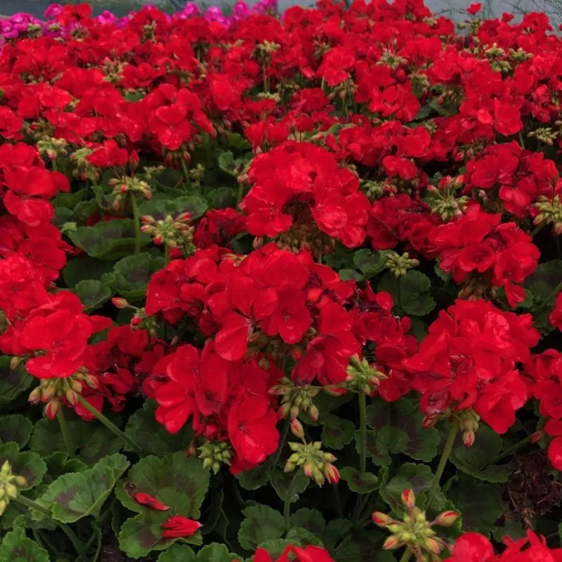 World Botanics Trend Red pelargonium jonge planten rood 5 stuks