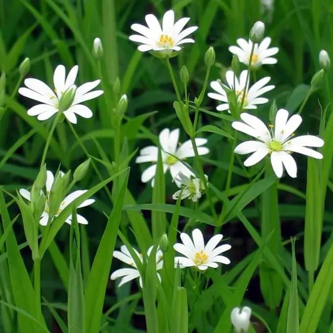 MediGran Stellaria Holostea Grote Muur Zaden Schaduw