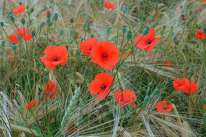 MediGran Graanakkerflora GA-5 bloemenzaden inheems