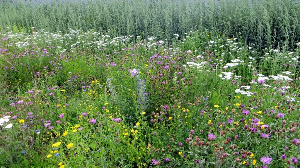 MediGran Nectarflora NGD-50 bloemenzaad inheems mengsel