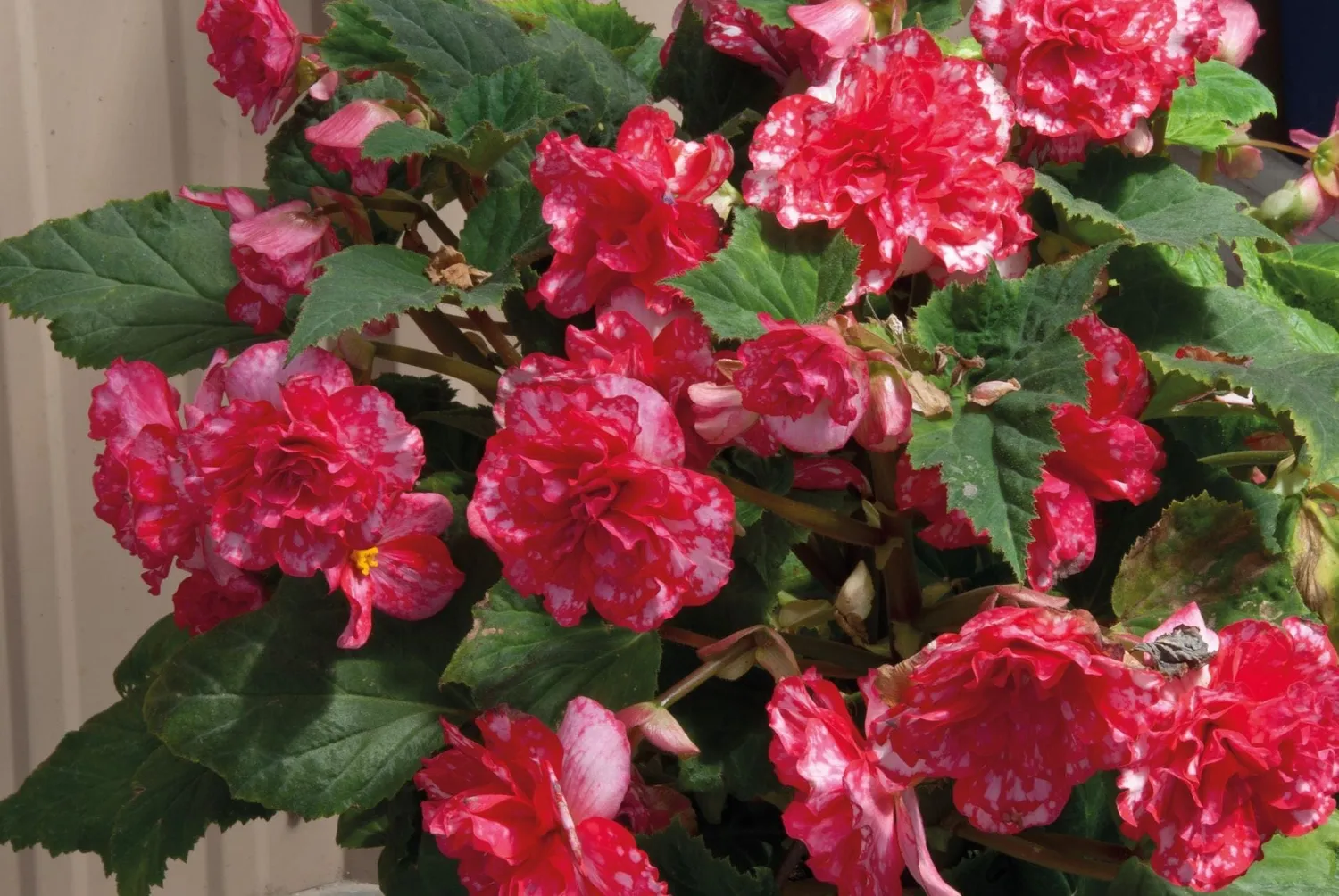 World Botanics Begonia On Top Polka Dot F1 zaden schaduw