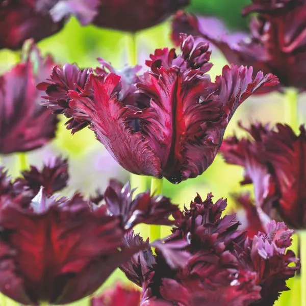 World Botanics Tulp Black Parrot bloembollen 15 stuks donkerrood