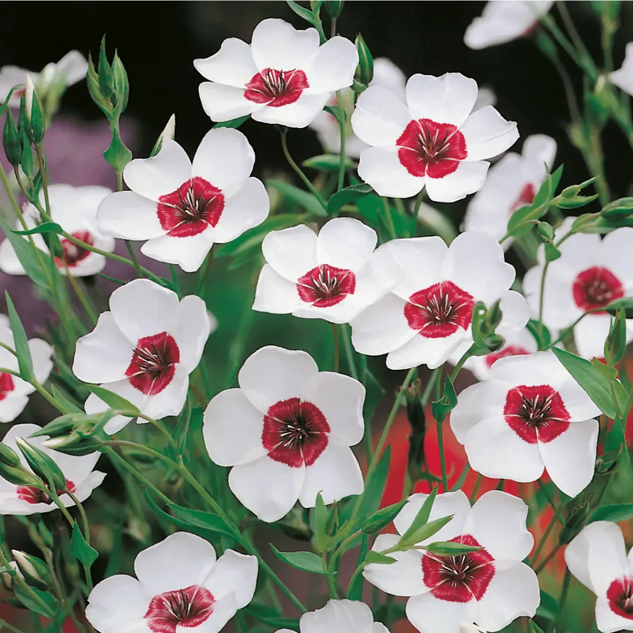 World Botanics Linum Bright Eyes zaden blauw
