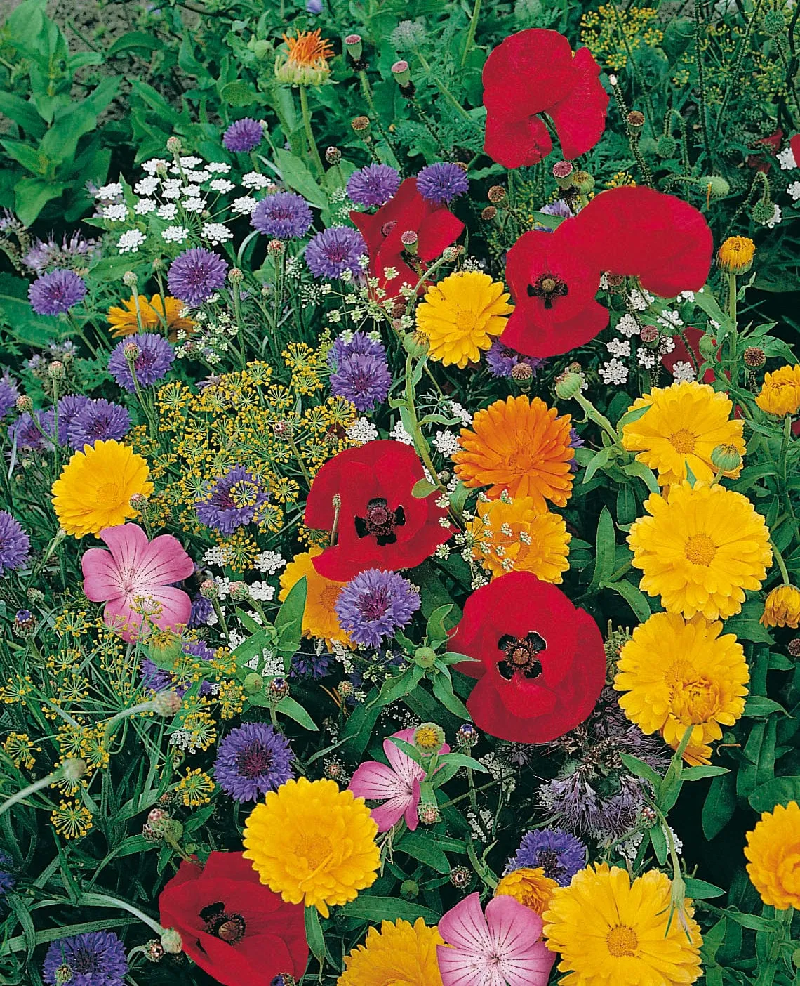 World Botanics Wildlife Friendly Annuals bloemzaden bijenmix