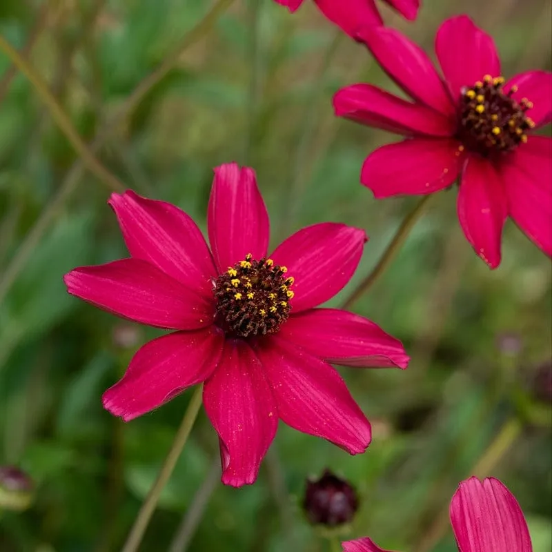 World Botanics Cherry Chocolate cosmos 3 jonge planten