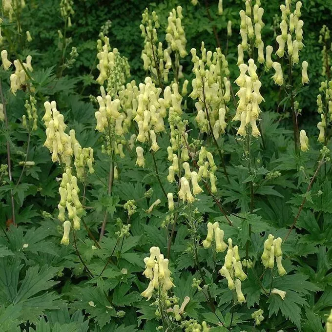 MediGran Aconitum vulparia gele monnikskap zaden schaduw