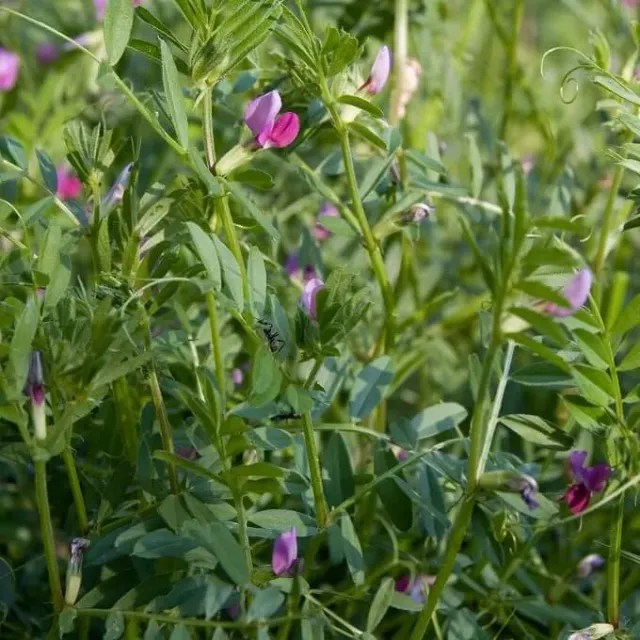 MediGran Vicia sativa Voederwikke zaden groenbemester