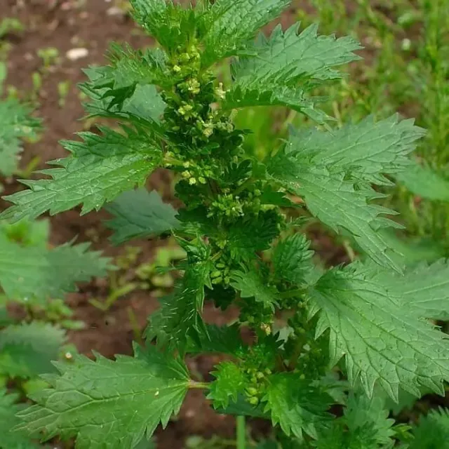 MediGran Kleine brandnetel Urtica urens zaden onbespoten