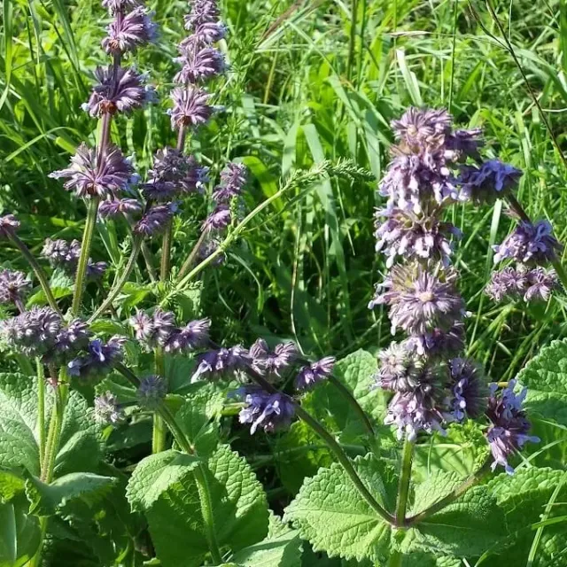 MediGran Salvia verticillata kranssalie zaden