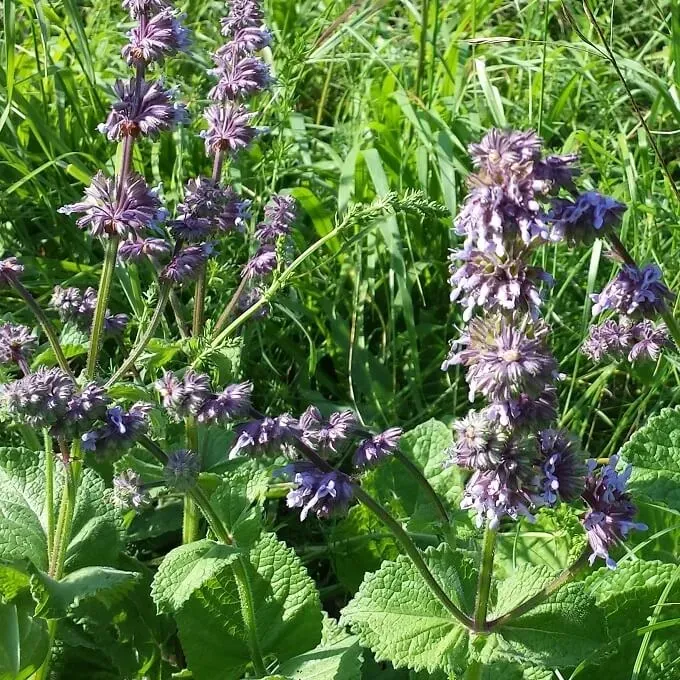 MediGran Salvia verticillata kranssalie zaden