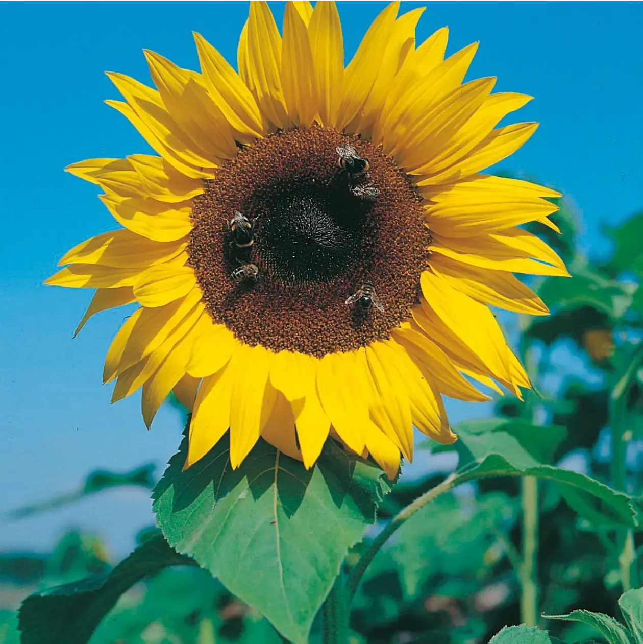 World Botanics Sunflower Giant Single bloemzaden geel