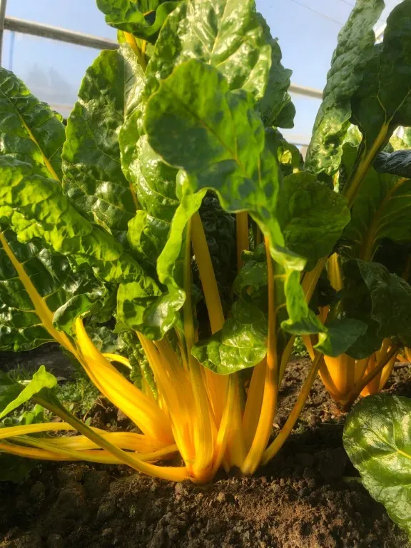 Vitale Rassen Bright Yellow gele snijbiet zaden onbespoten