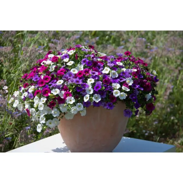 Trixi Spirit calibrachoa bloemplanten 5 jonge planten zon