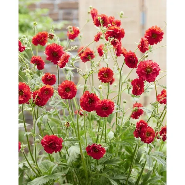 World Botanics Firestarter nagelkruid plant 9cm pot