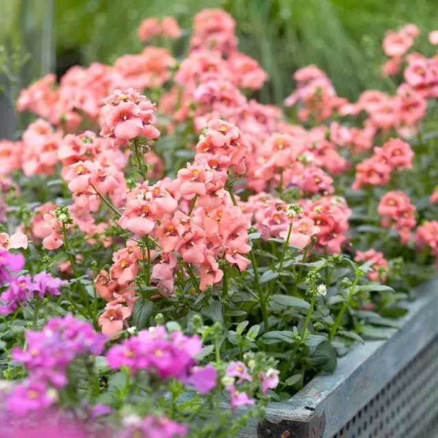 World Botanics Aurora Apricot diascia 5 jonge planten