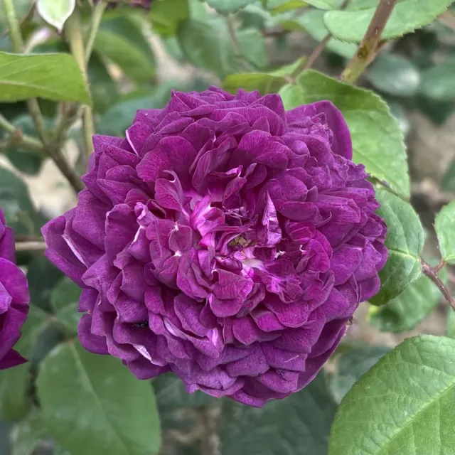 World Botanics Cardinal de Richelieu struikroos paars 1 plant