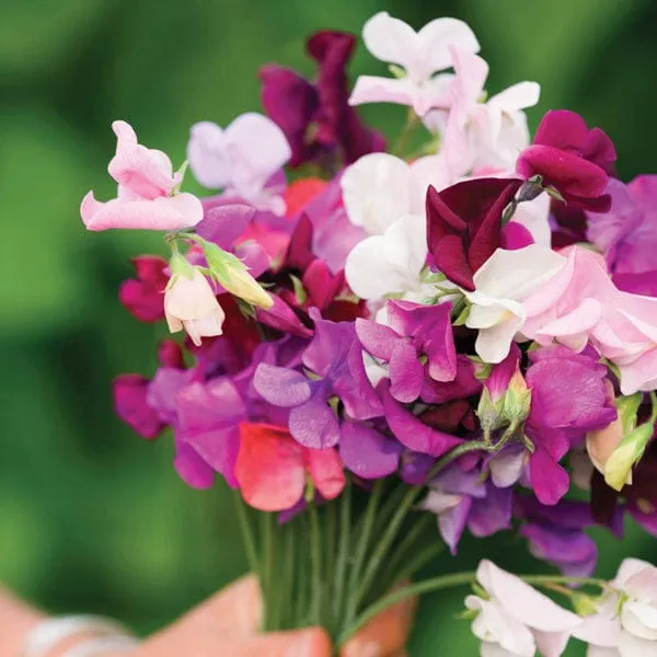 World Botanics Sweet Pea Old Spice Mixed bloemplanten 15 stuks geurend