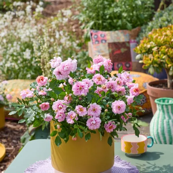 World Botanics Rosa Amirose bodembedekker rozenplant 9cm pot