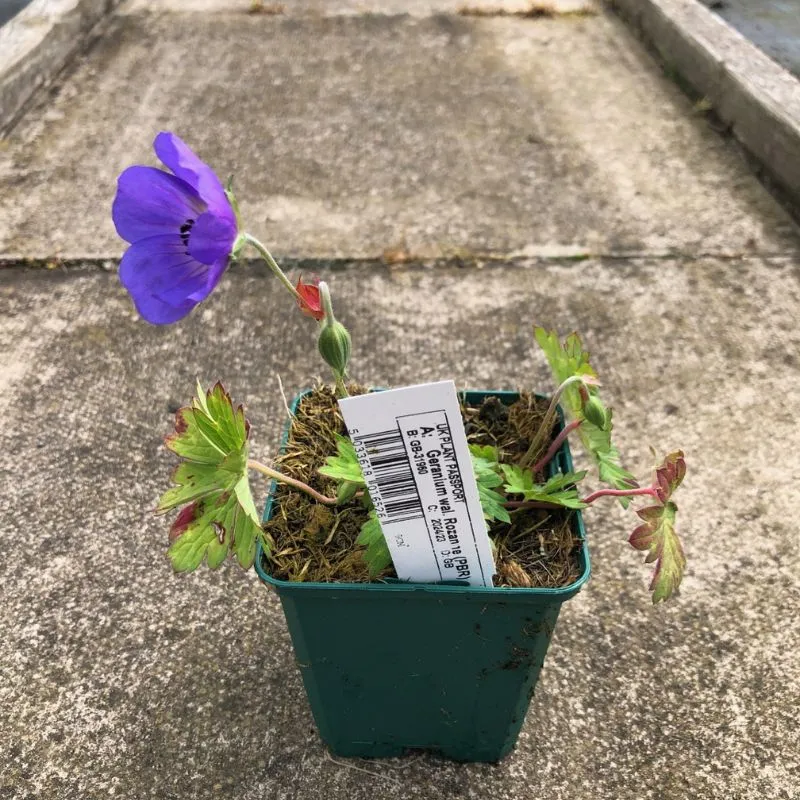 World Botanics Geranium Rozanne potplant 9cm pot blauw