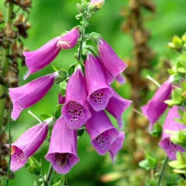 MediGran Digitalis purpurea zaden vingerhoedskruid schaduw