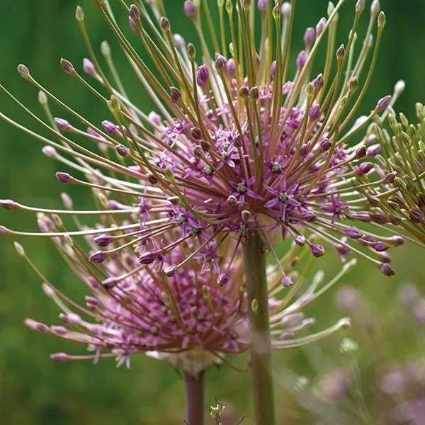 World Botanics Allium Schubertii bloembollen paars 5 stuks