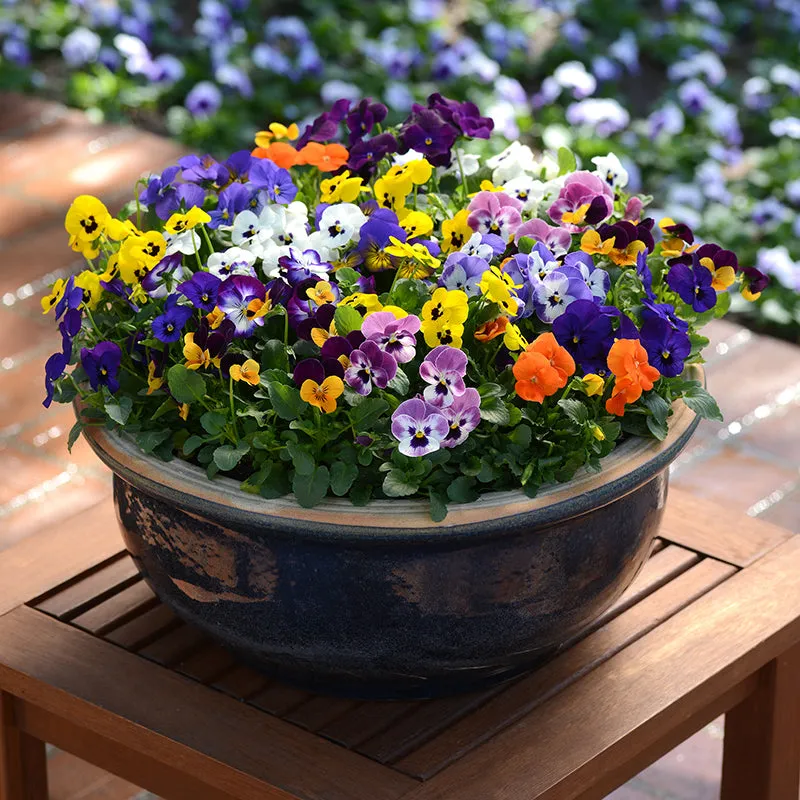 World Botanics Sorbet Viola Sorbet Mixed F1 bloemplanten 15 winterhard