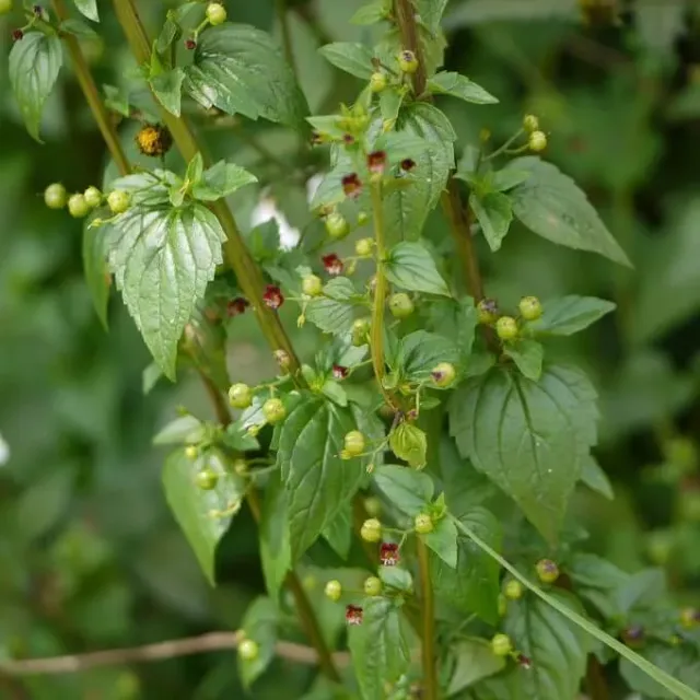 MediGran Scrophularia nodosa zaden knopig helmkruid