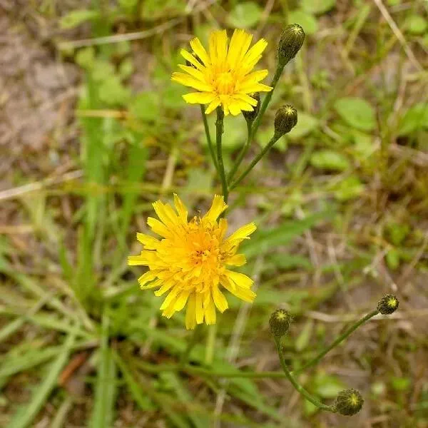 MediGran Scorzoneroides autumnalis Leeuwentand zaden geel