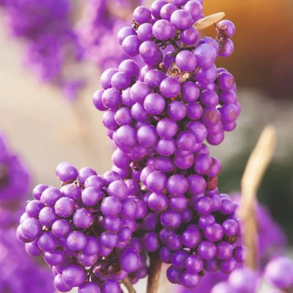 World Botanics Callicarpa Bodinieri Profusion struik 1 x 9cm