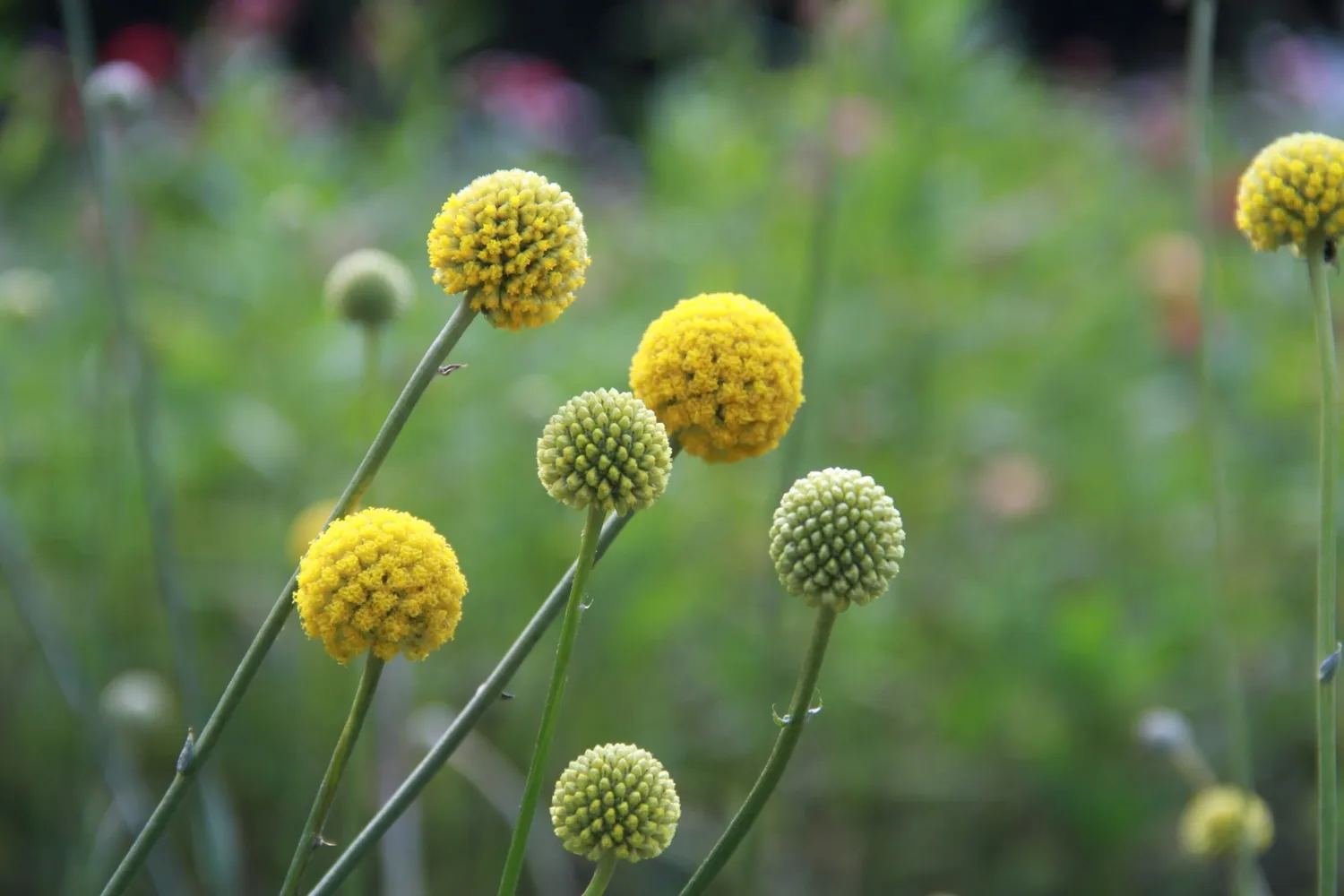 Vitale Rassen Trommelstokje bloemzaden onbespoten droogbloem