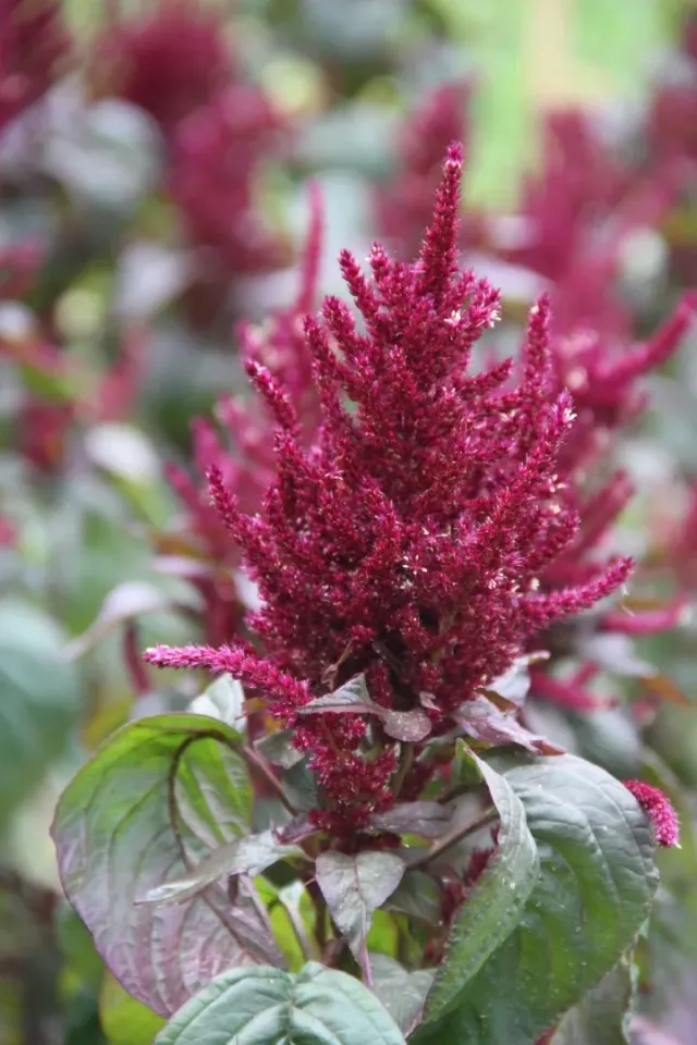 Vitale Rassen Oeschberg amaranth zaden onbespoten