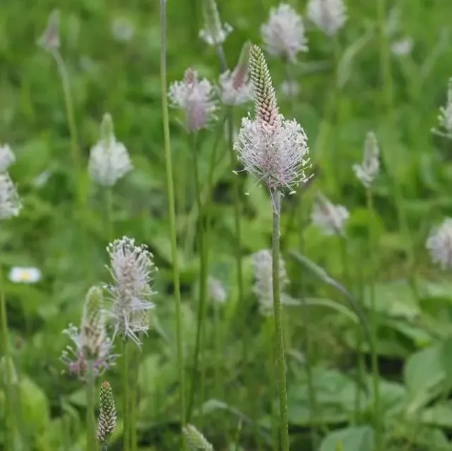 MediGran Ruige weegbree Plantago media zaden onbespoten
