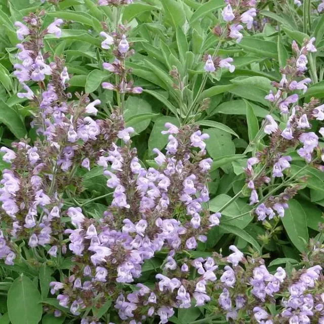 MediGran Salvia officinalis echte salie zaden onbespoten