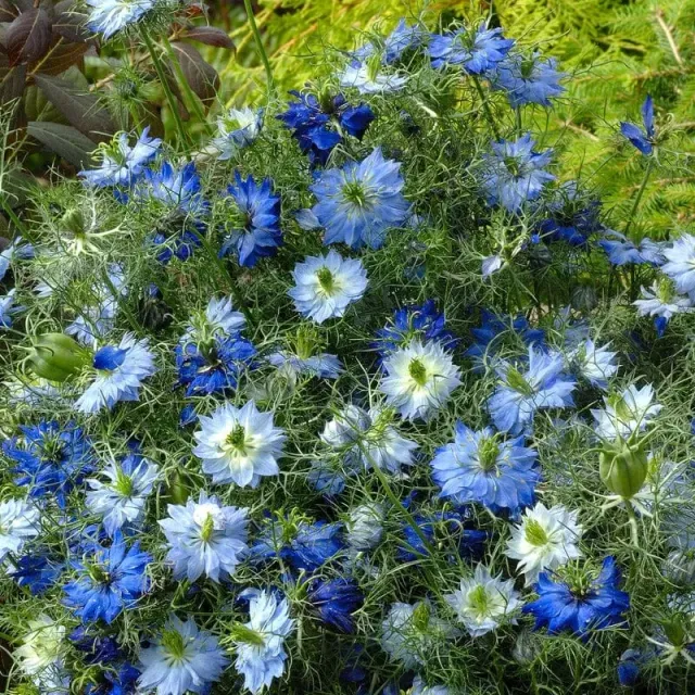 World Botanics Moody Blues nigella bloemzaden blauw mix