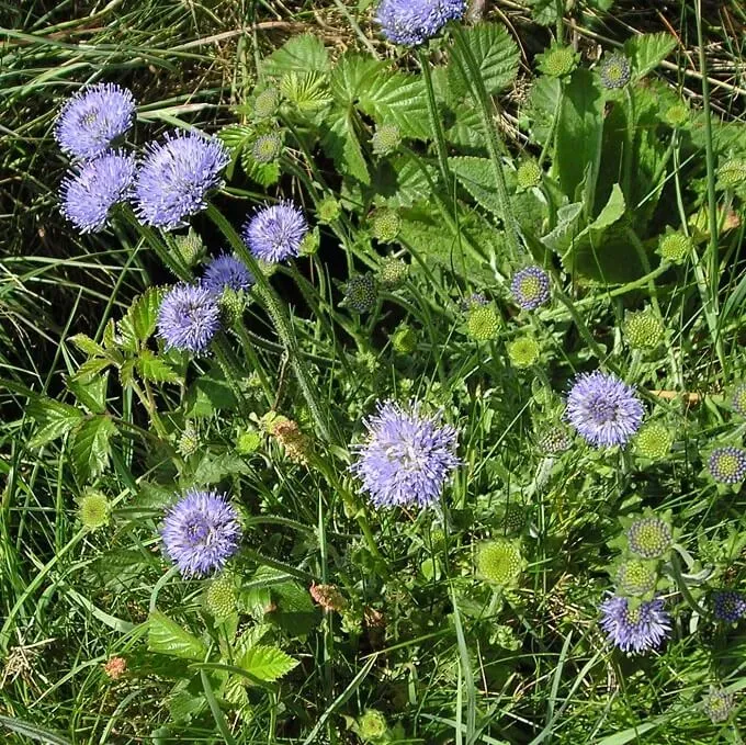 MediGran Jasione montana zaden zandblauwtje schraal