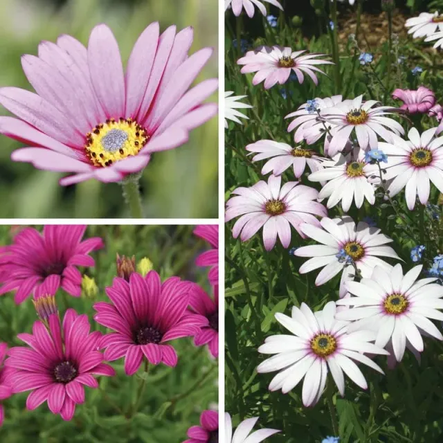 World Botanics Osteospermum Collection perkplant 9 stuks mix